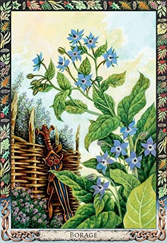 Taro kortos The Druid Plant Oracle Welbeck Publishing paveikslėlis 2 iš 7